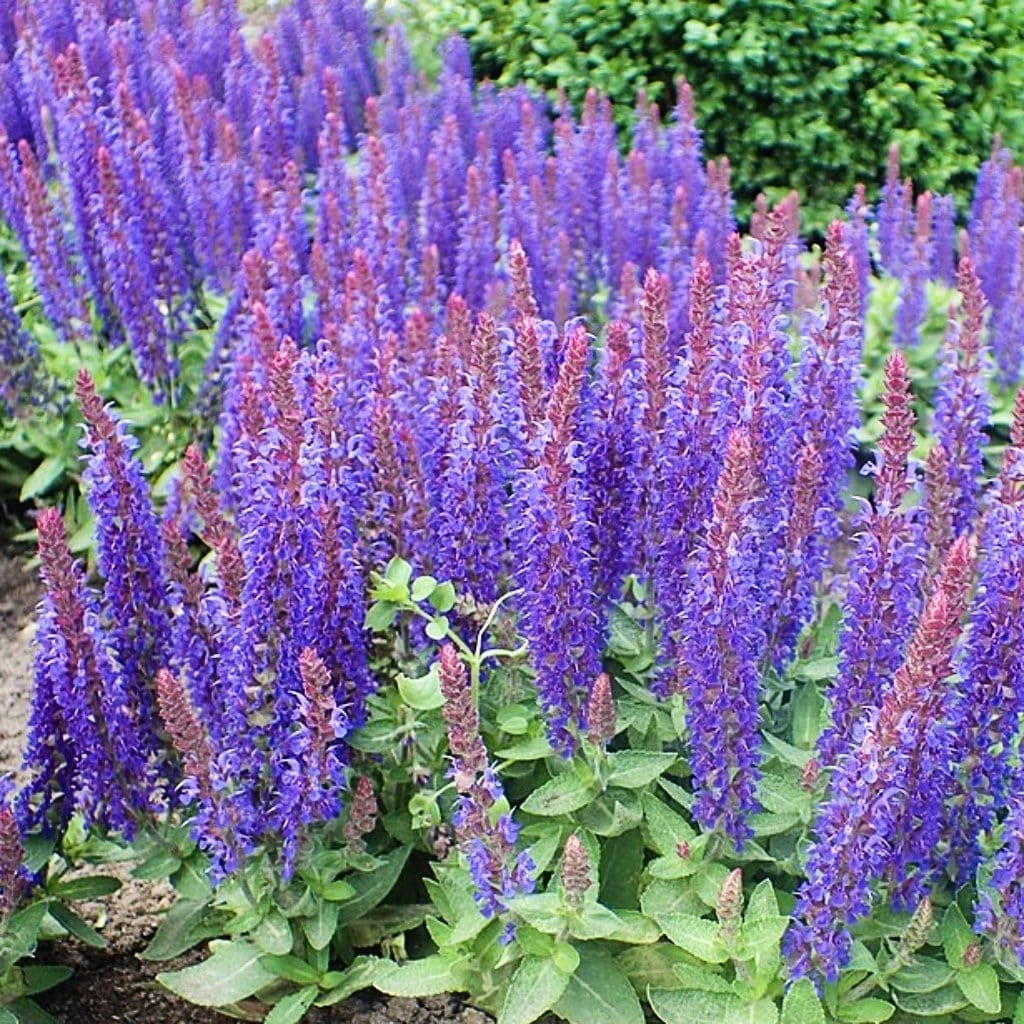 Salvia 'Blue Hill' - Image 3