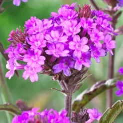 Verbena Rigida