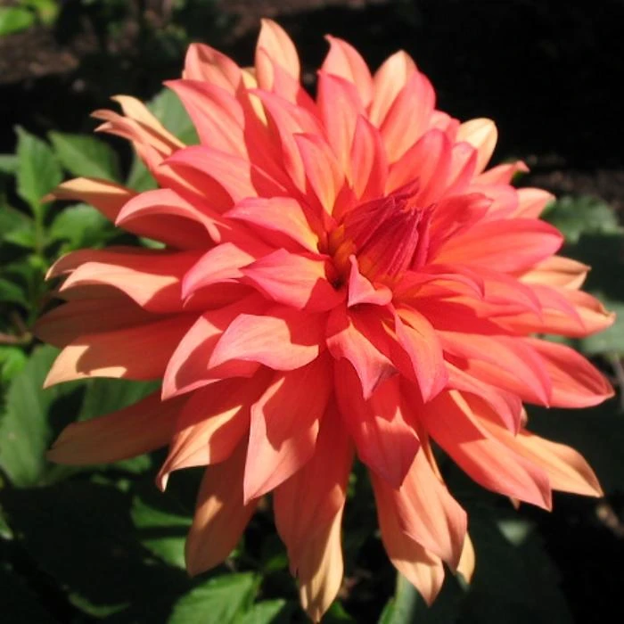 Dahlia 'Autumn Fairy' - Image 3