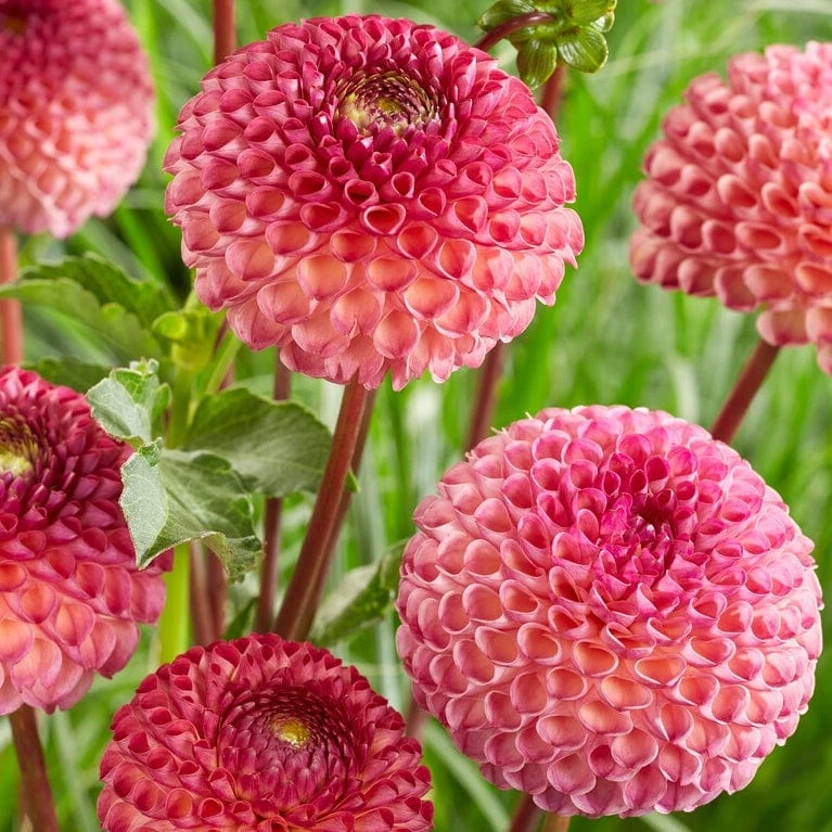 Dahlia 'Burlesca' - Image 4