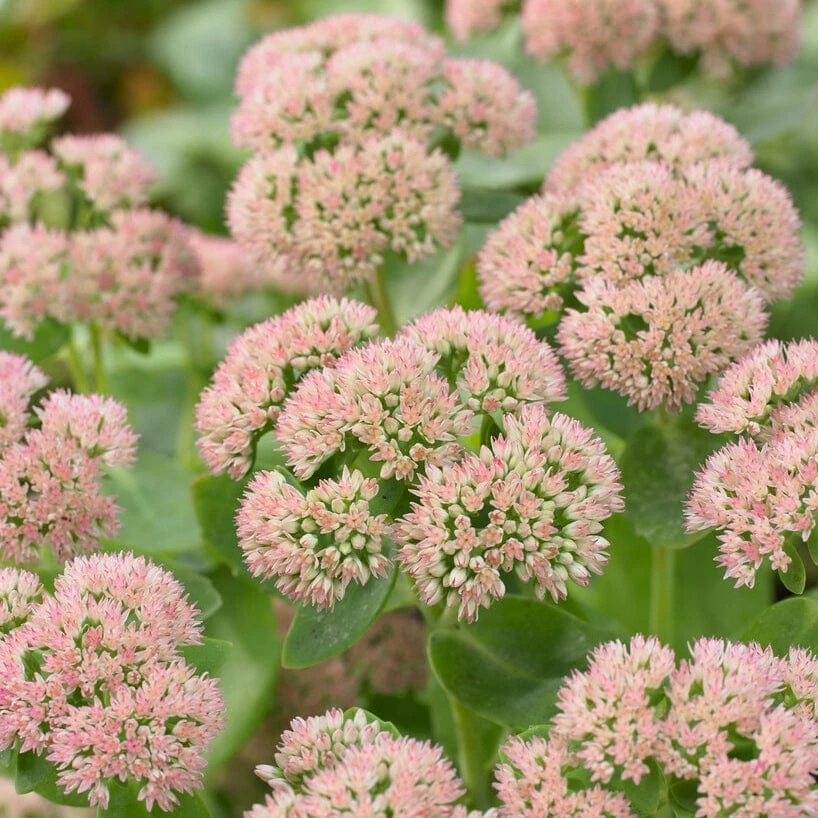 Sedum 'Autumn Joy'