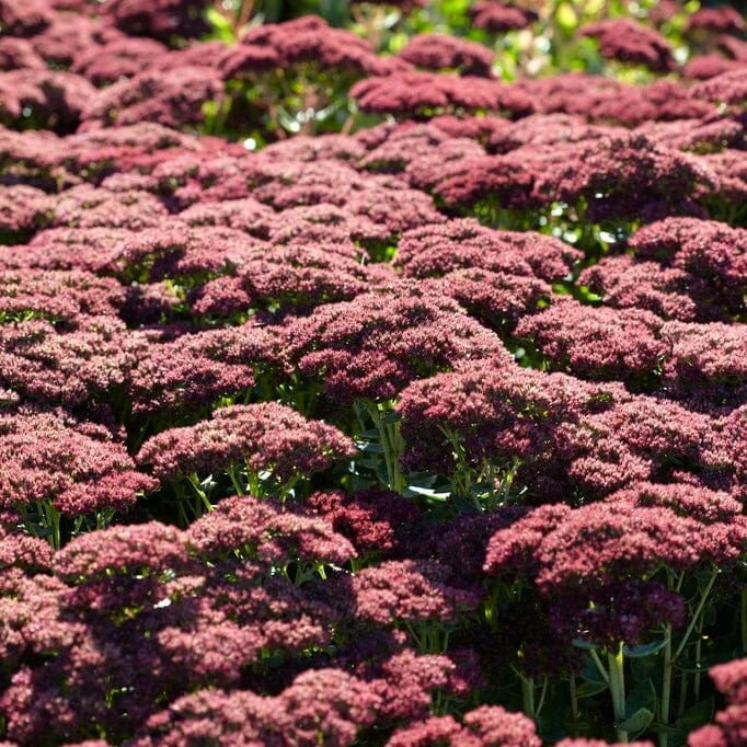 Sedum 'Autumn Joy' - Image 2