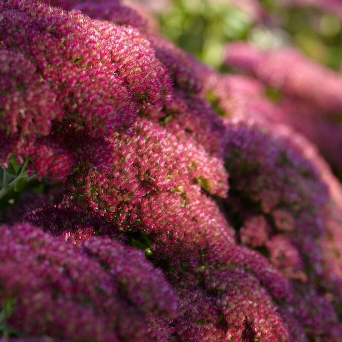 Sedum 'Autumn Joy' - Image 3