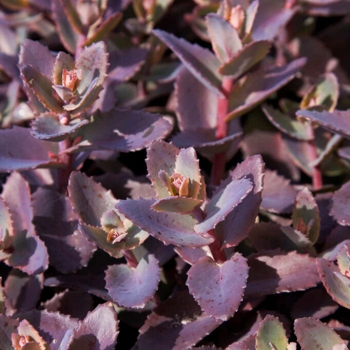 Sedum 'Chocolate Cherry' - Image 3