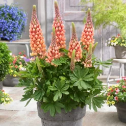 Lupin West Country Salmon Star