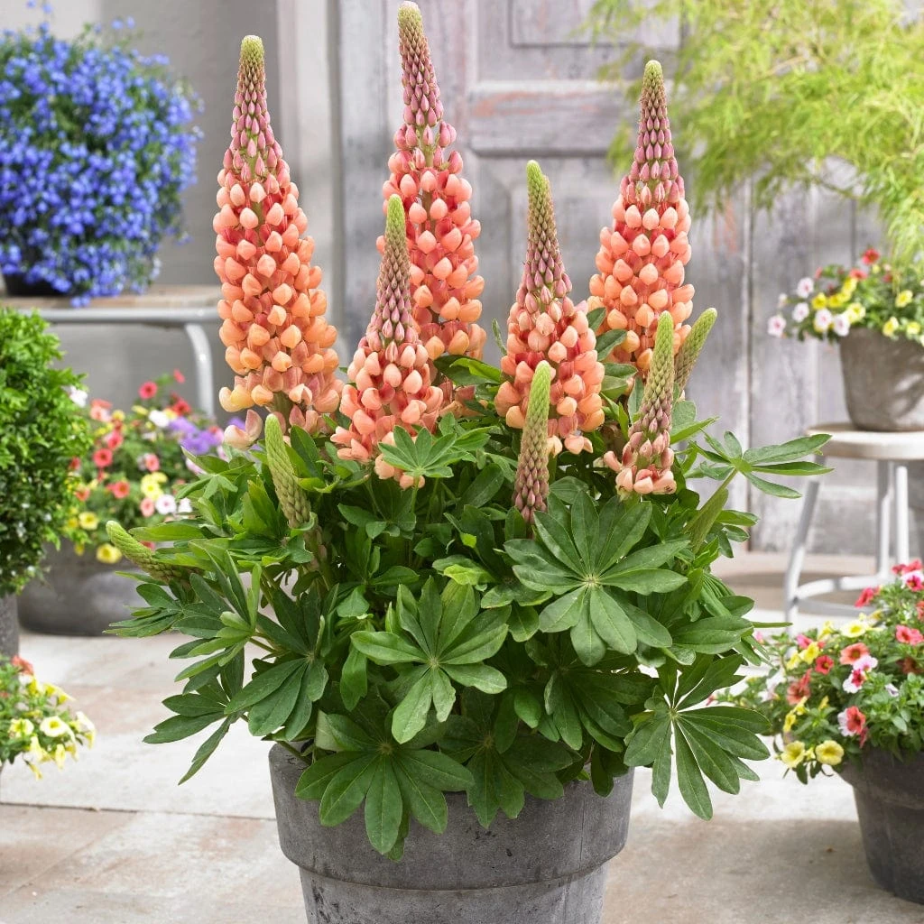 Lupin West Country Salmon Star