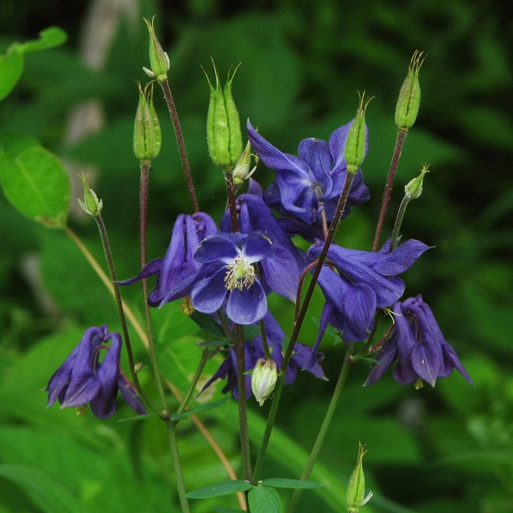 Aquilegia Barlow Blue - Image 3