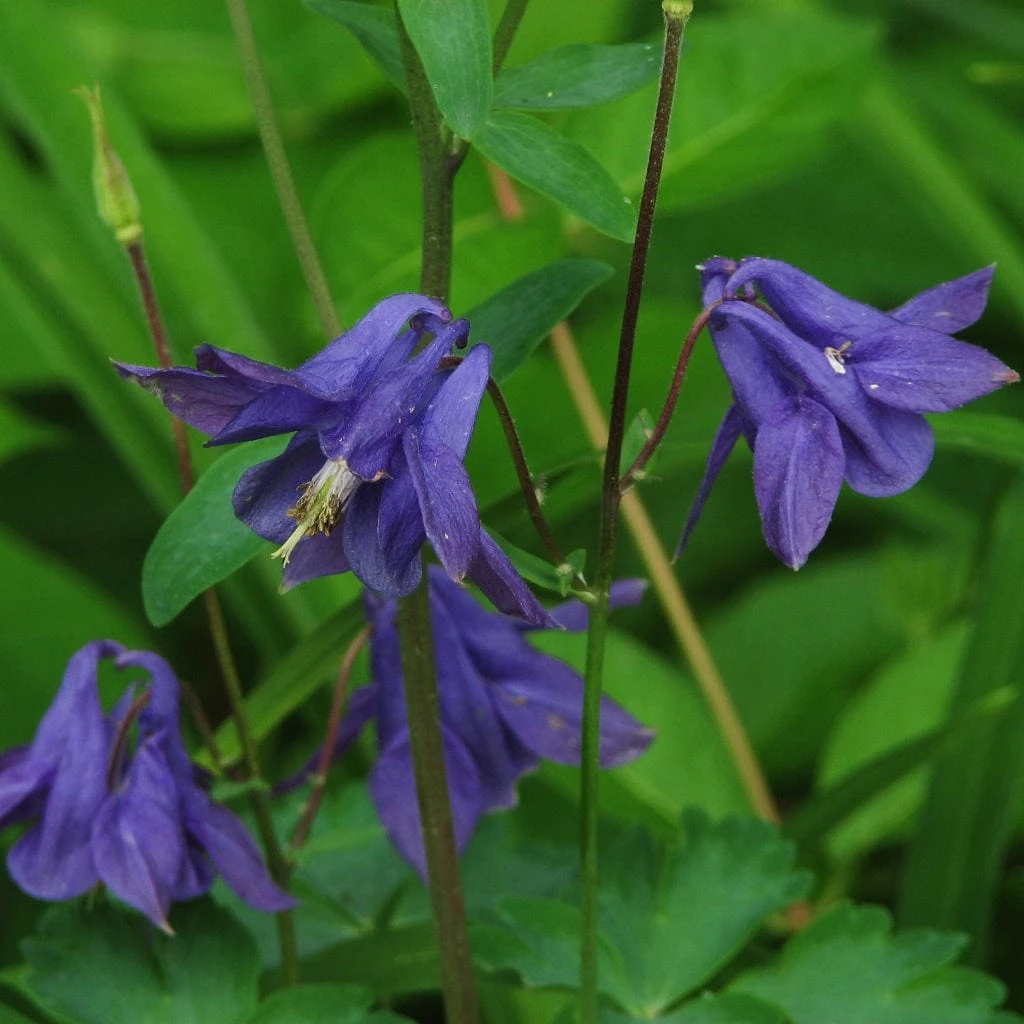 Aquilegia Barlow Blue - Image 4