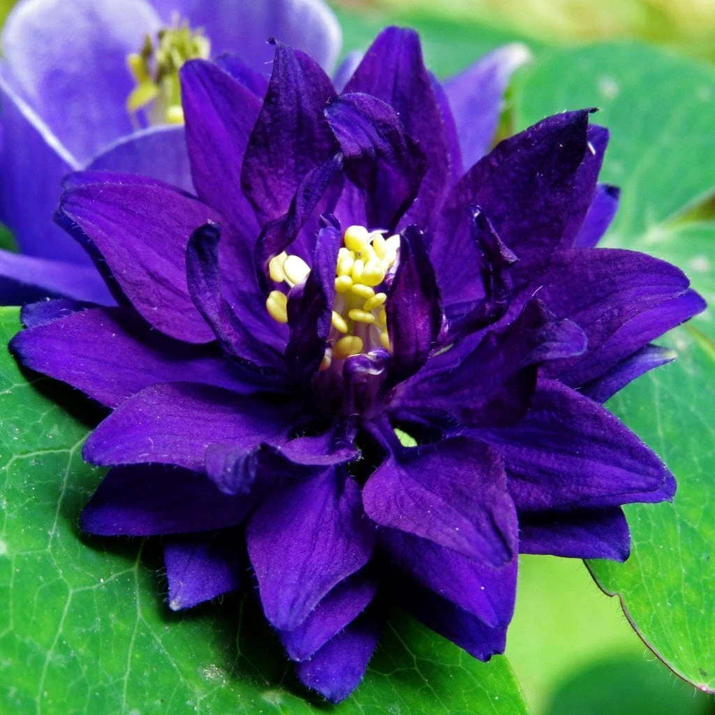 Aquilegia Barlow Blue - Image 5