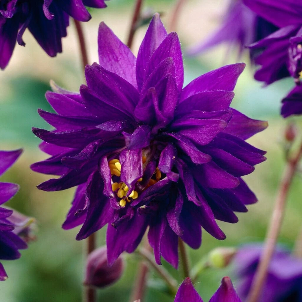 Aquilegia Barlow Blue - Image 2