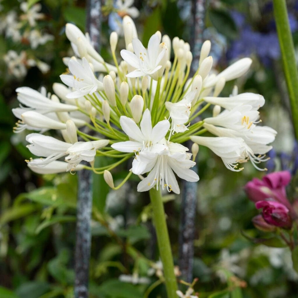 Stately Agapanthus Collection - Image 6