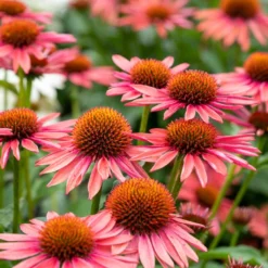 Echinacea 'Mooodz Satisfy'