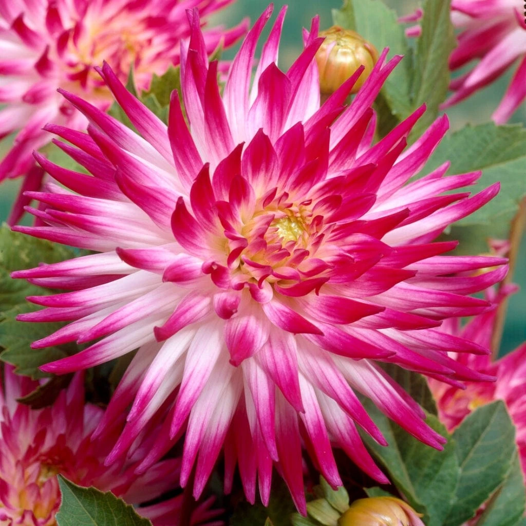 Dahlia 'Dutch Explosion'