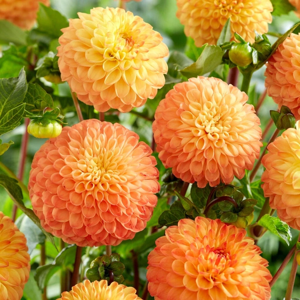 Dahlia 'Souvenir D'Ete'