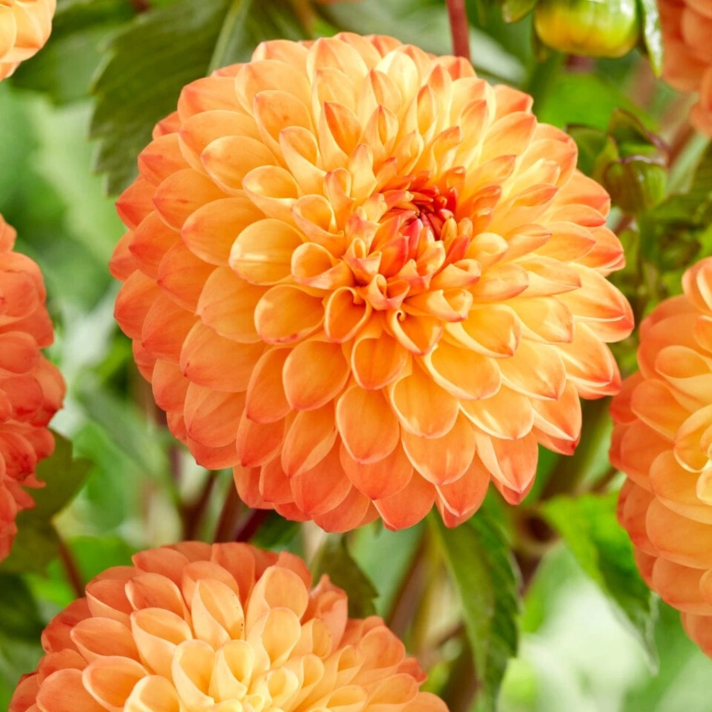 Dahlia 'Souvenir D'Ete' - Image 3