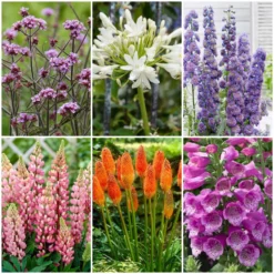 Top Tall Perennials | Plants For Height And Structure