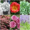 Sensory Garden Plants | Tactile, Bright & Fragrant