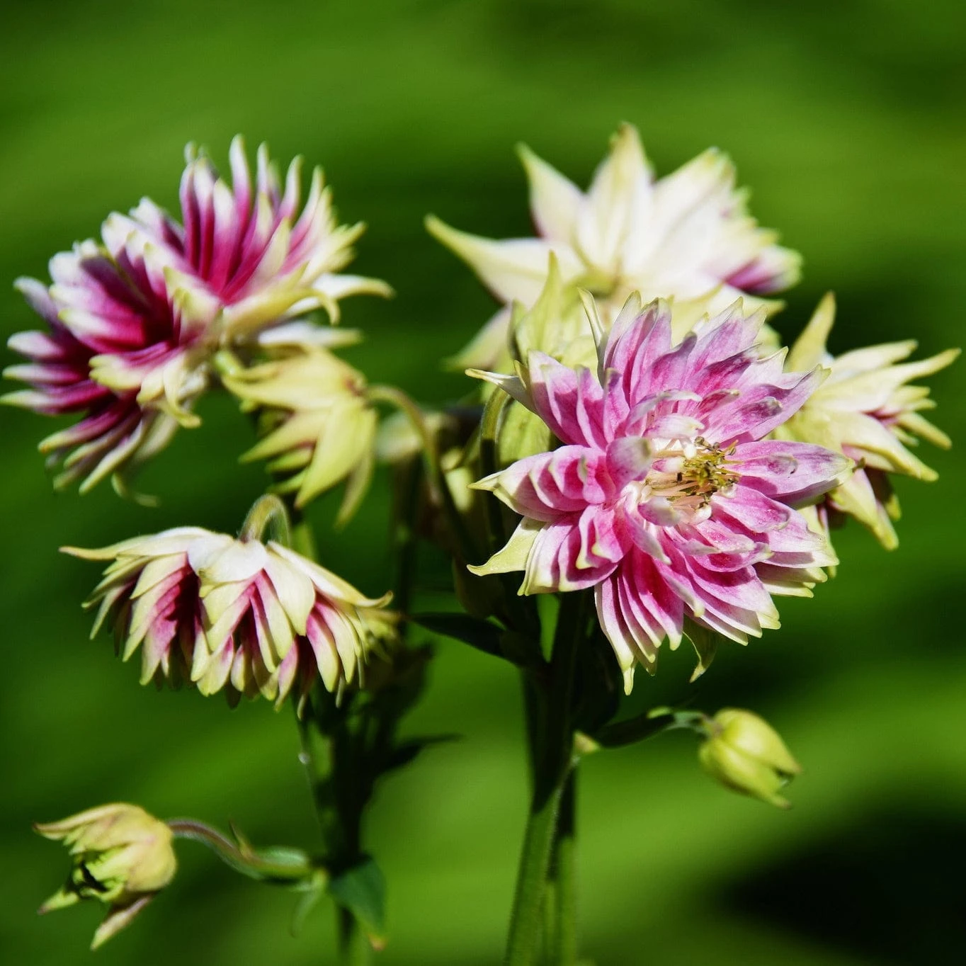Aquilegia 'Nora Barlow' - Image 2