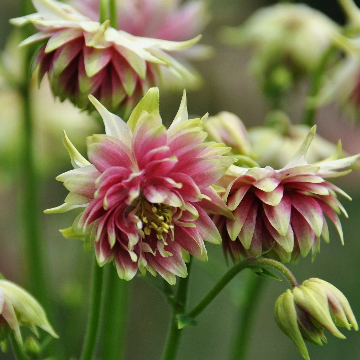 Aquilegia 'Nora Barlow' - Image 3