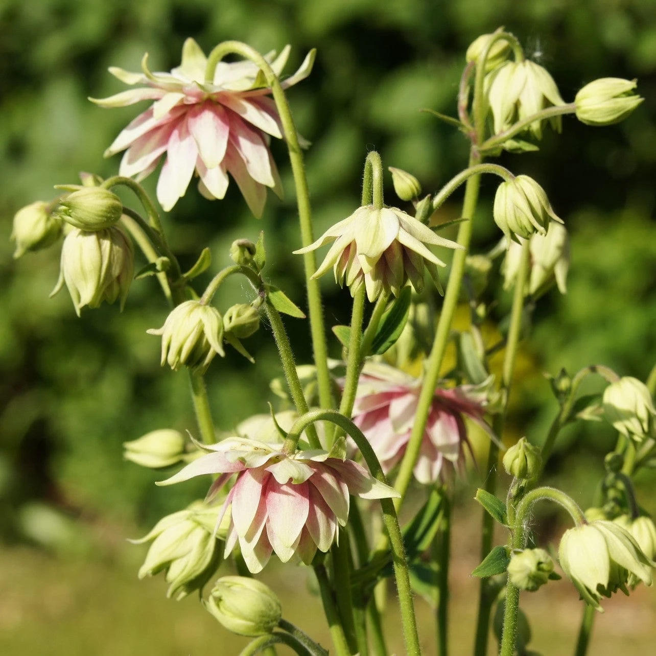 Aquilegia 'Nora Barlow' - Image 4