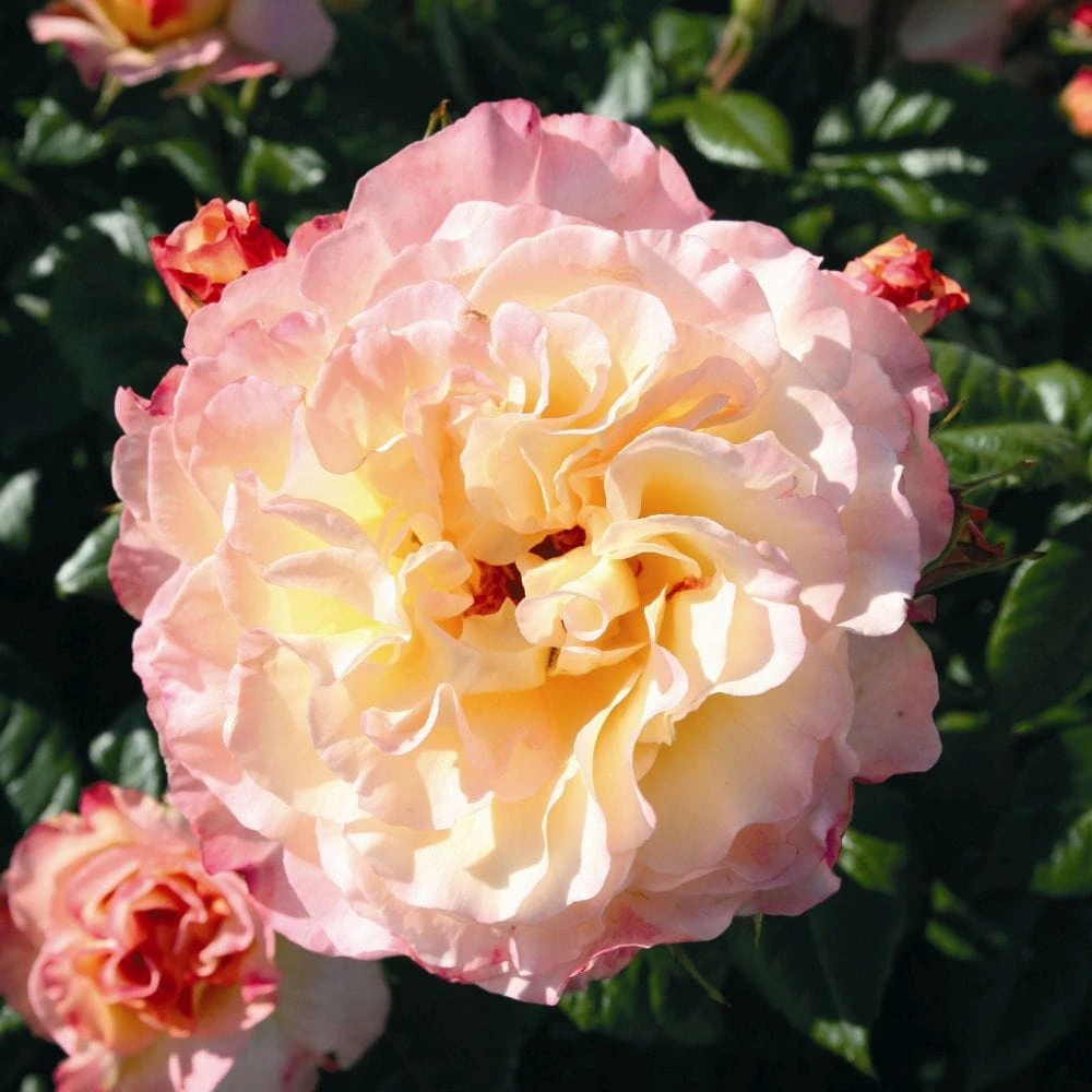 'Perfect Harmony' Hybrid Tea Rose - Image 2