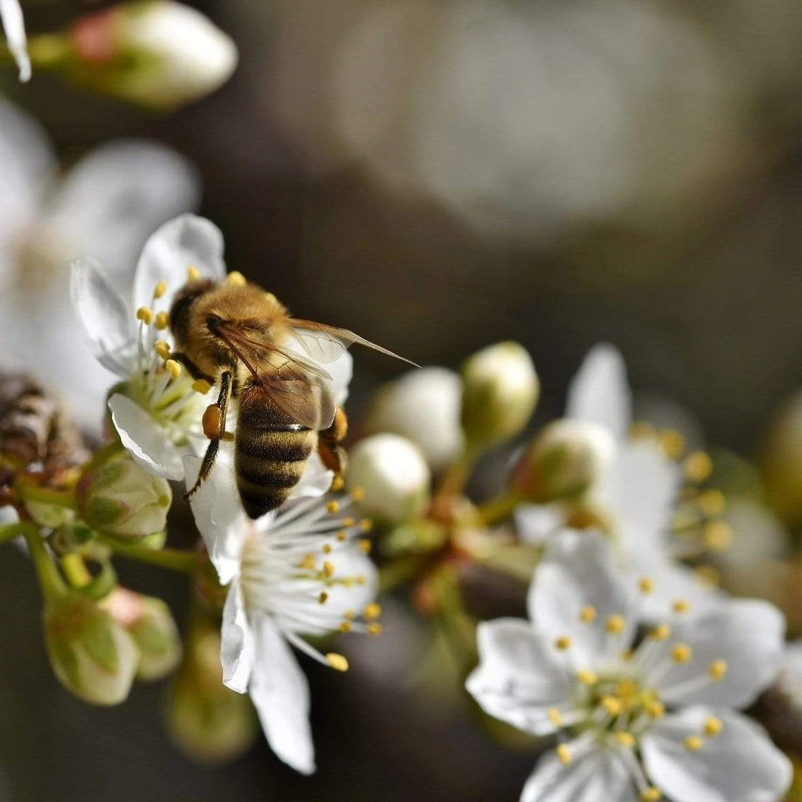 Shropshire Prune Damson Tree - Image 3