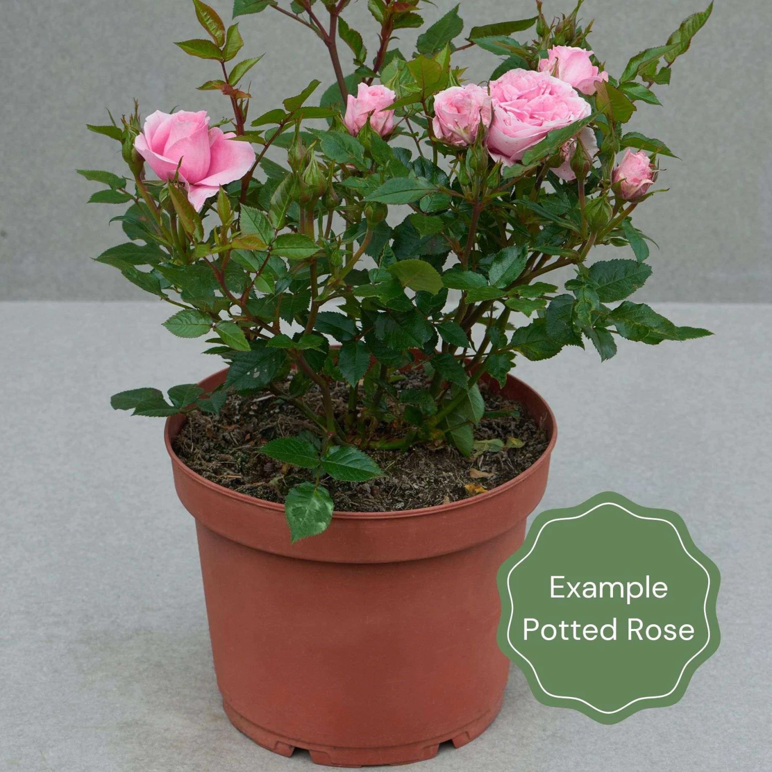 'Forever In Our Hearts®' Shrub Rose - Image 3