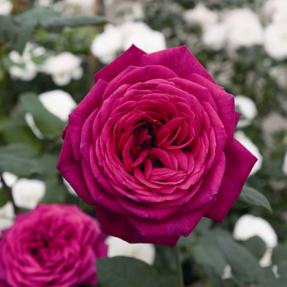 'Pure Poetry' Hybrid Tea Rose - Image 2