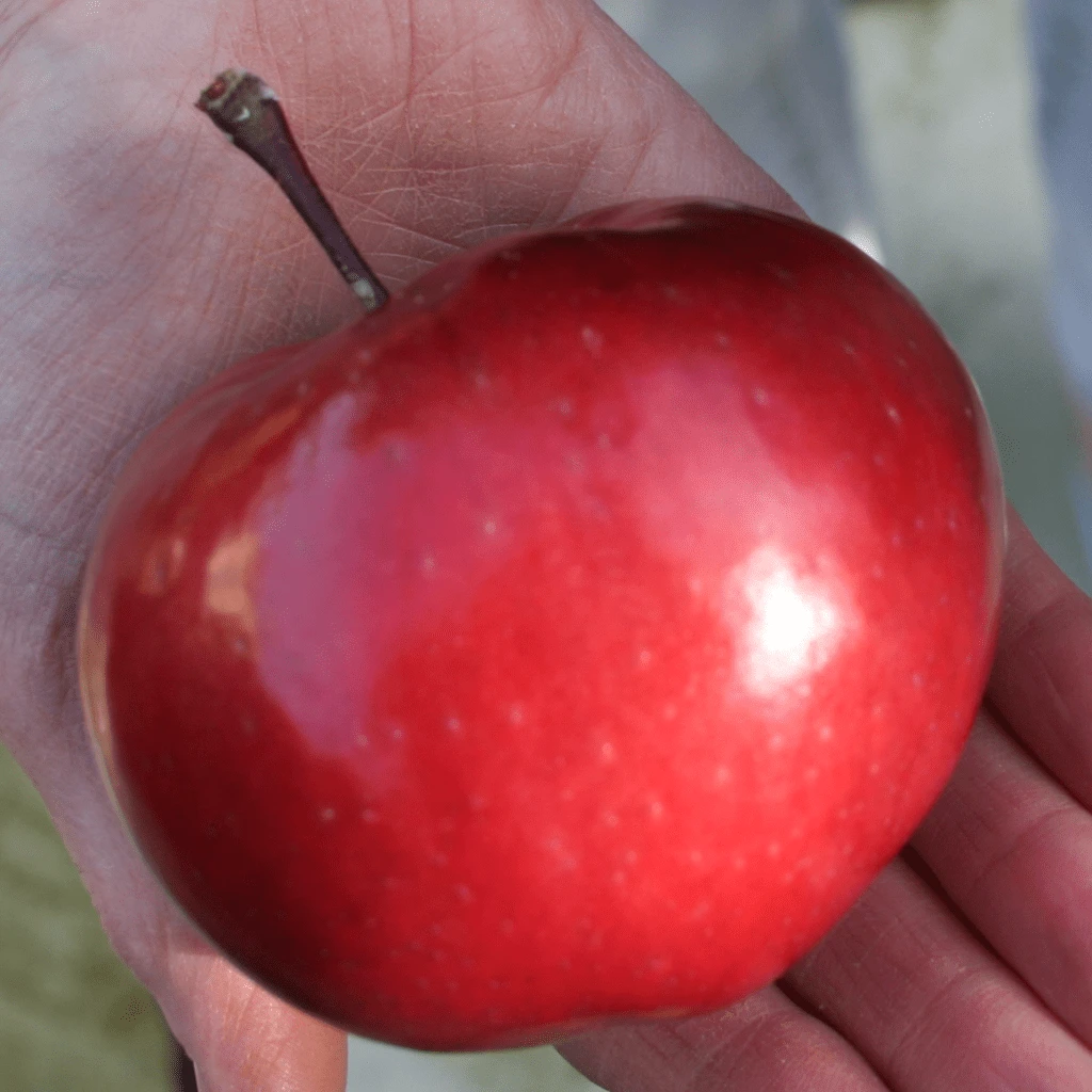 'Purple Haze' Columnar Patio Apple Tree - Image 7