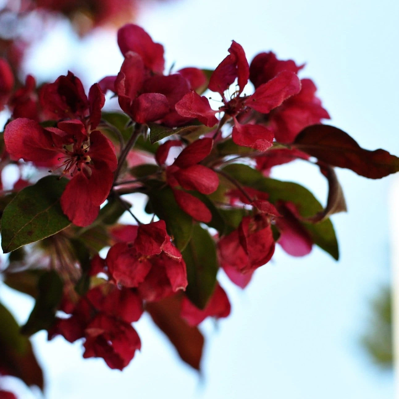 Royalty Crabapple Tree - Image 3