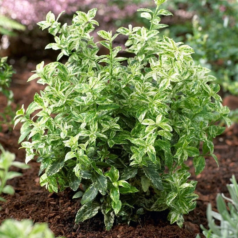 Best Small Evergreen Shrubs - Image 2