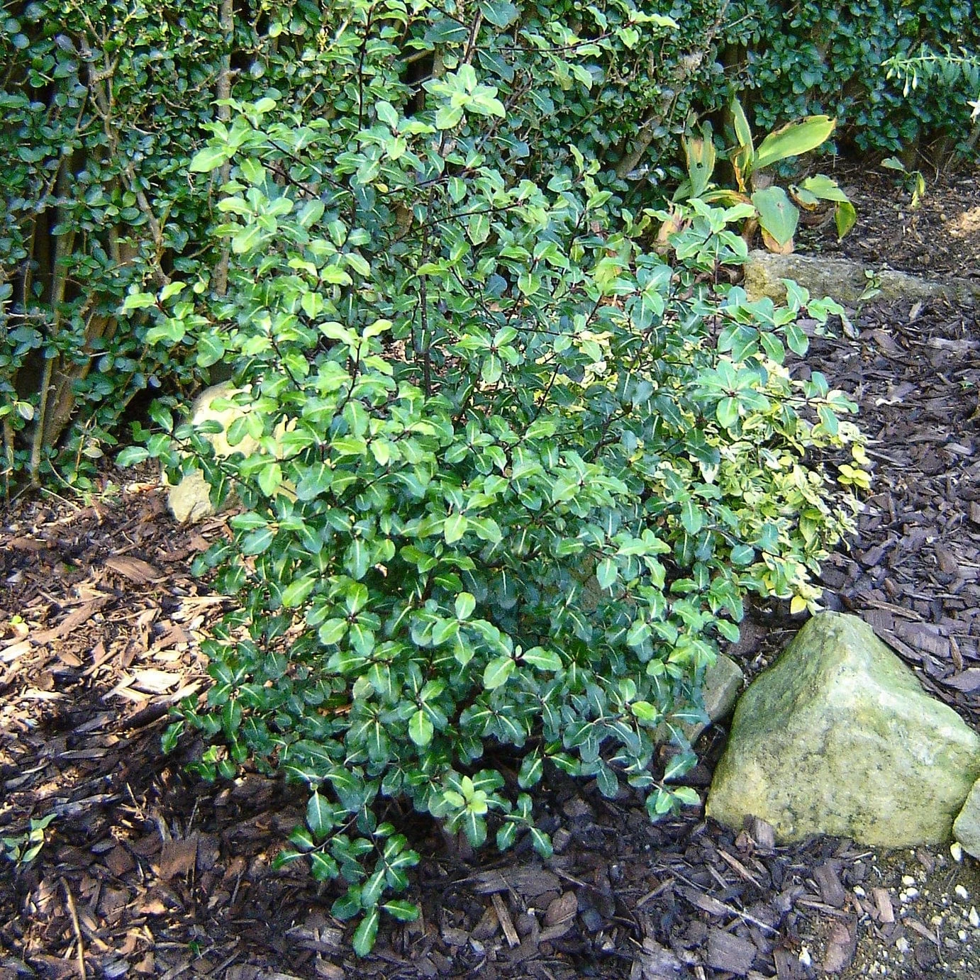Best Small Evergreen Shrubs - Image 5