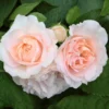 'Clair Renaissance®' Shrub Rose