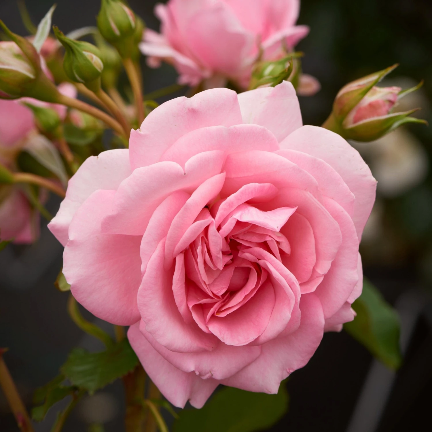 'Mamma Mia Courtyard®' Climbing Rose