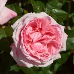 'Marlis Renaissance®' Shrub Rose