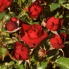 'Forever In Our Hearts®' Shrub Rose