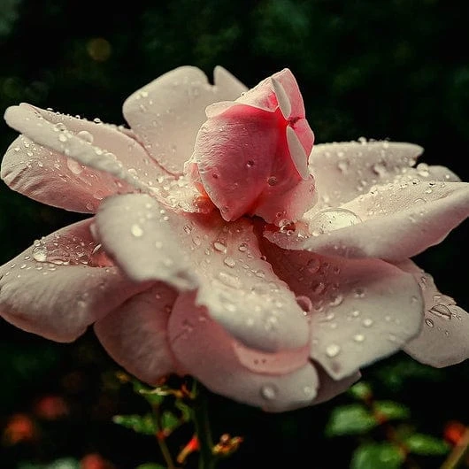 'New Dawn' Climbing Rose - Image 4