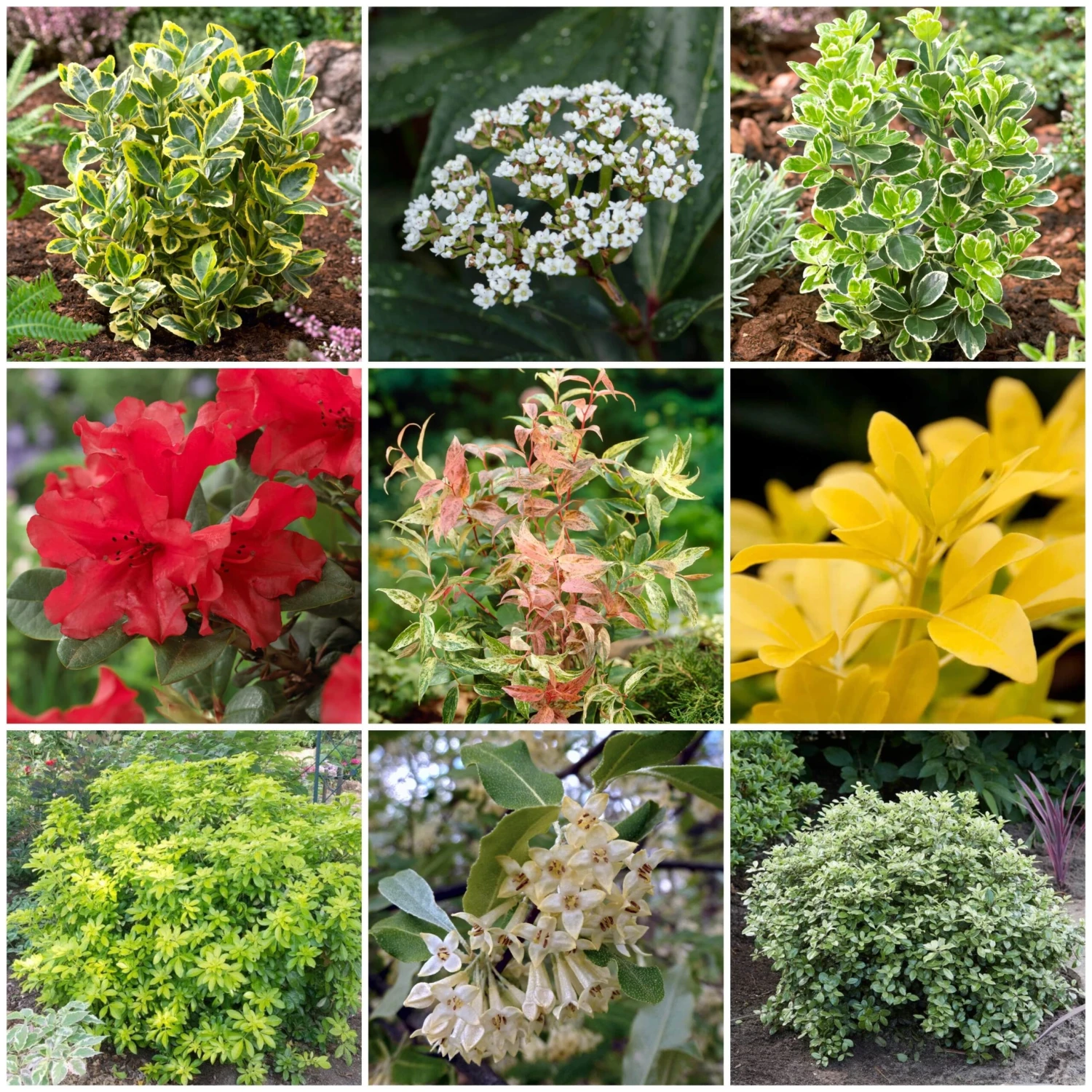 Best Small Evergreen Shrubs