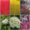 Best Value Cornus Collection | Winter Hedging