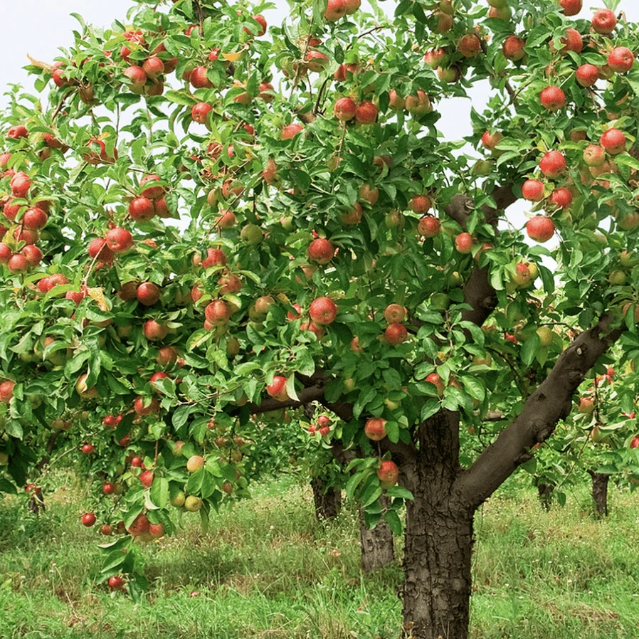 Braeburn Hillwell Apple Tree - Image 3