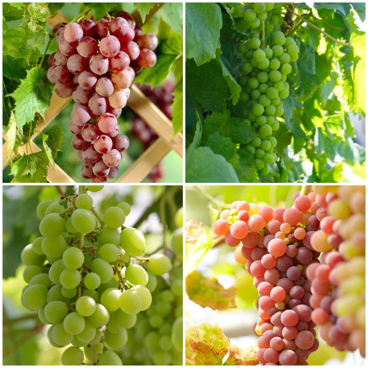 Seedless Outdoor Grape Collection - Image 2