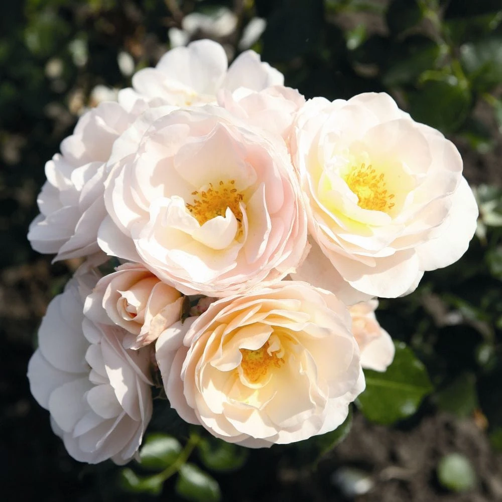 'Sirius' Bedding Rose - Image 2
