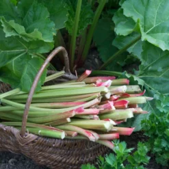 'Goliath' Rhubarb Plant