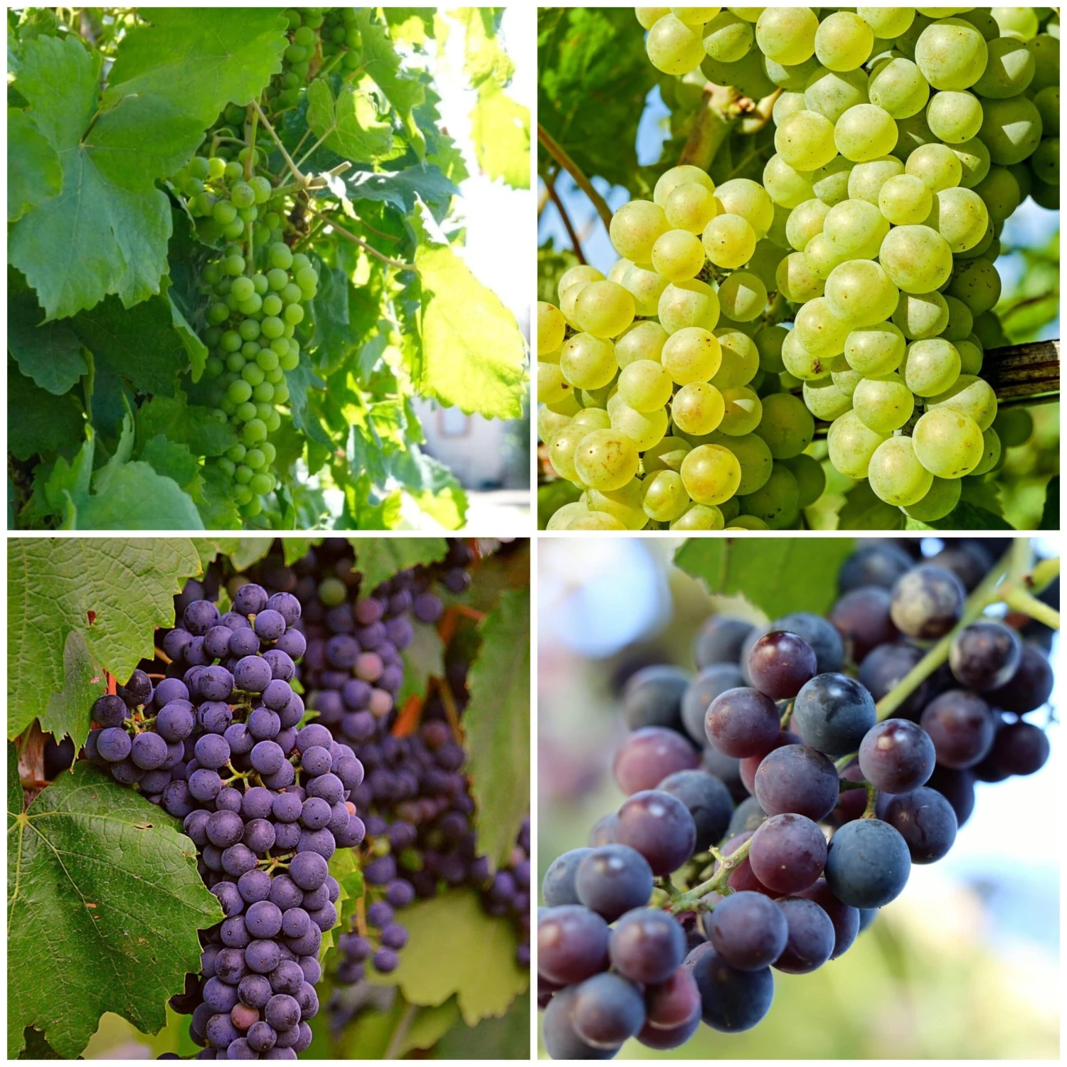 British Winemaking Grape Vines Collection