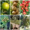 Best Apple Trees For Any Purpose | Growers' Choice