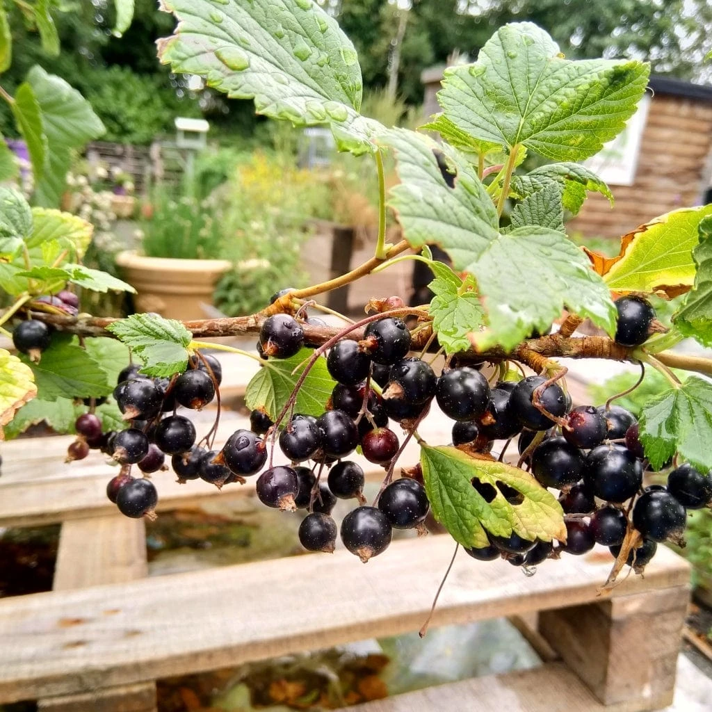 Big Ben Blackcurrant Bush - Image 2