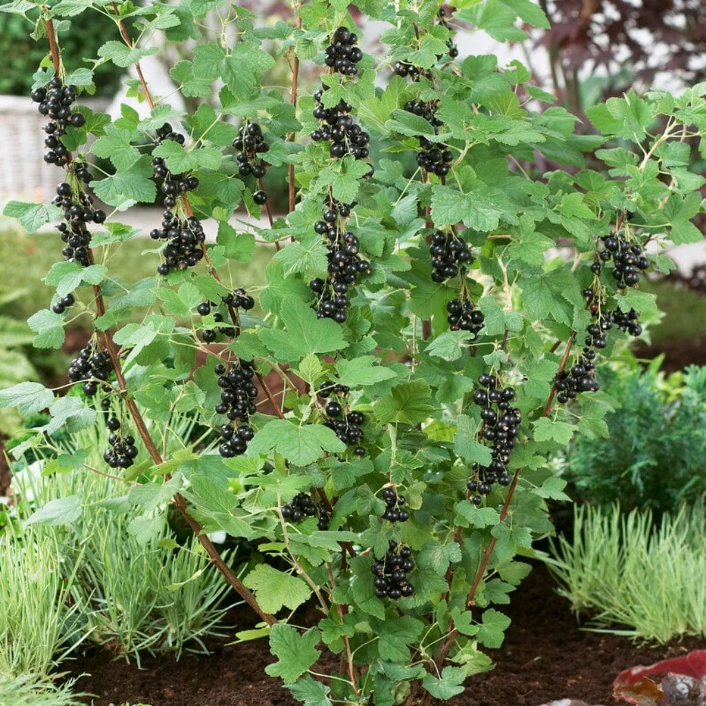 Big Ben Blackcurrant Bush - Image 3