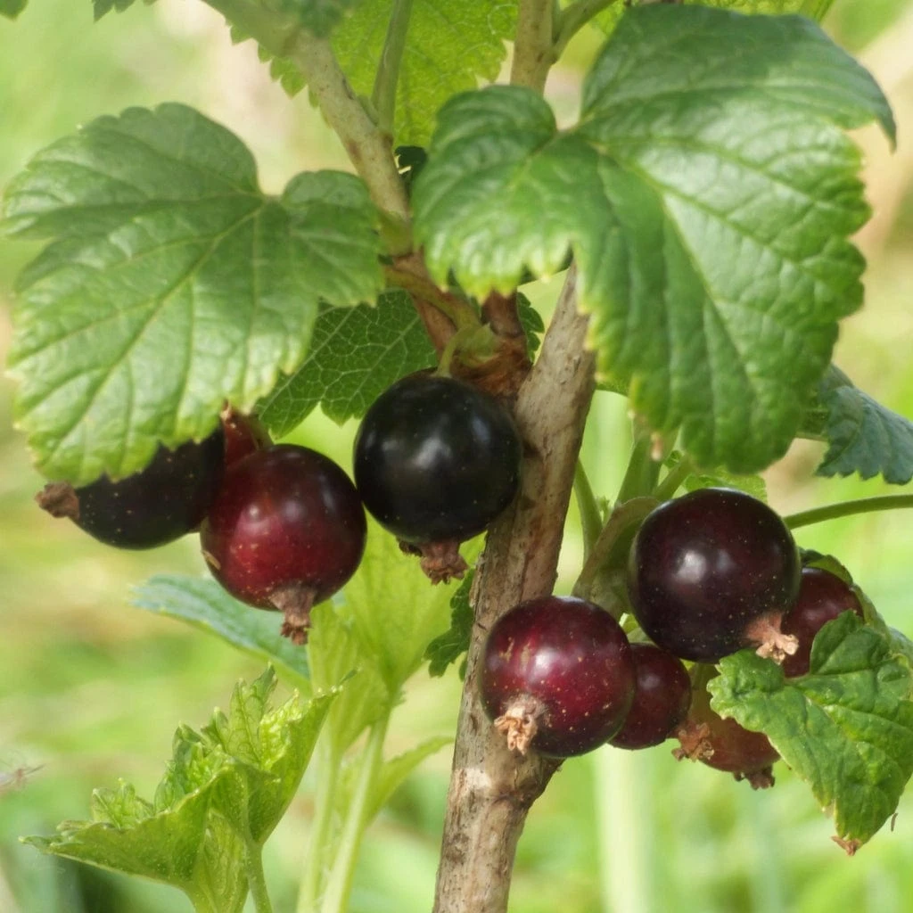 Big Ben Blackcurrant Bush - Image 4