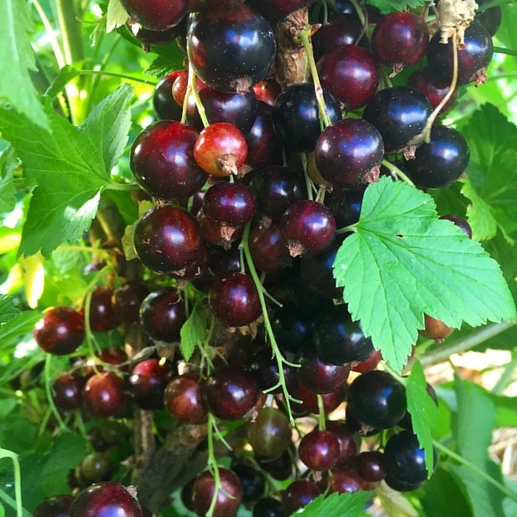 Big Ben Blackcurrant Bush