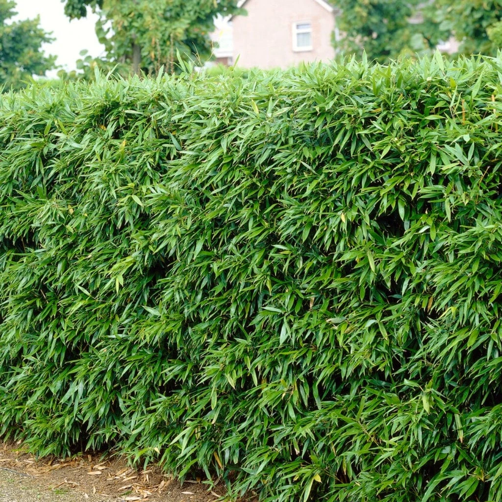 Green Bamboo | Phyllostachys Bisettii - Image 3